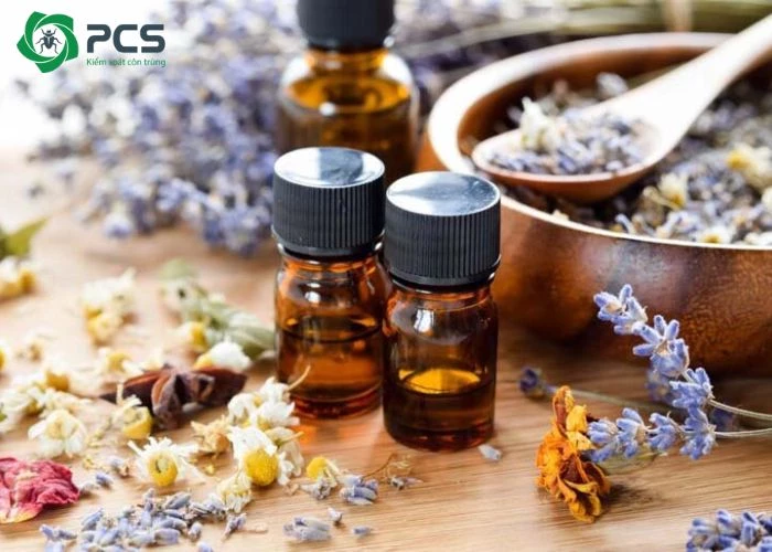 cách diệt kiến gió trên giường